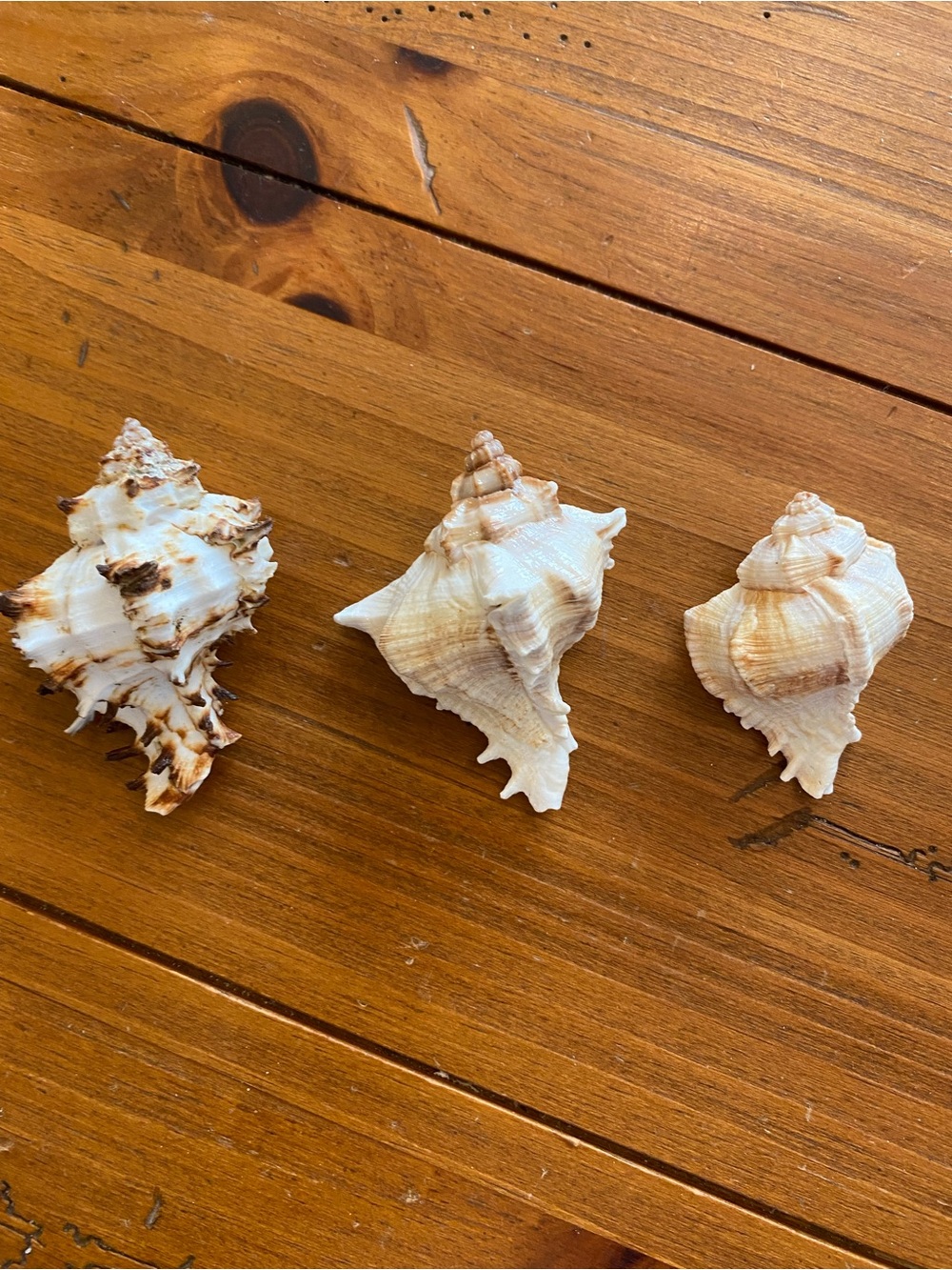 Seashell bundle - Picture 5 of 8